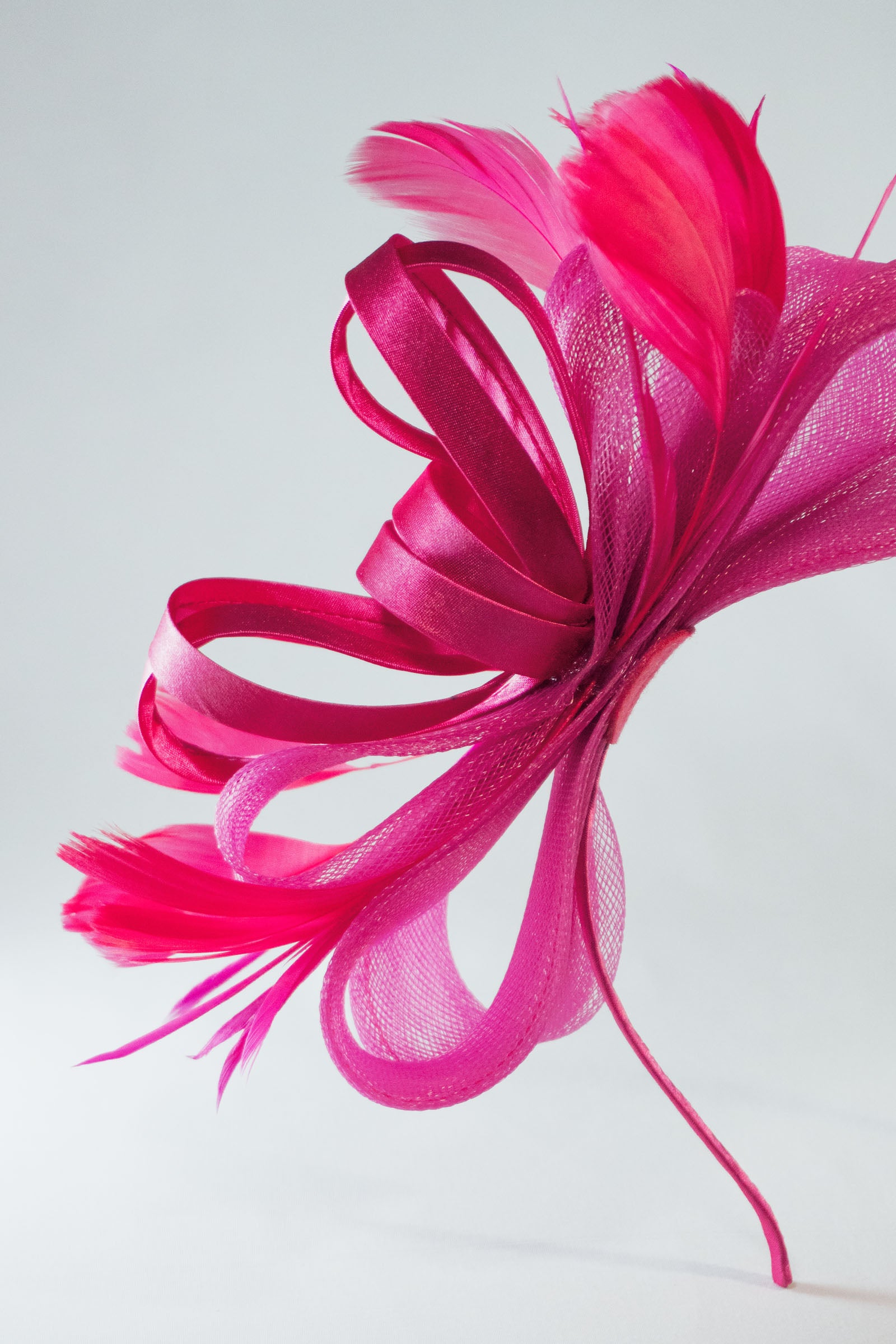 Fuchsia facsinator